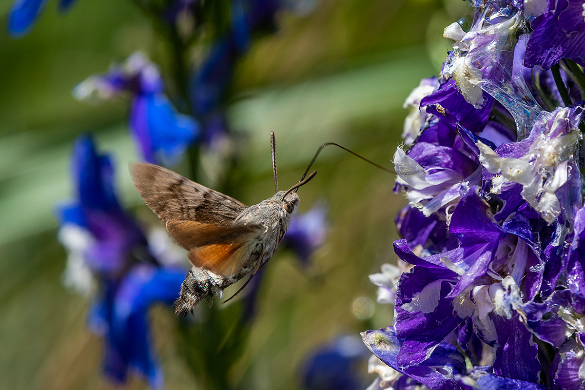 20180622_D500_2542NF.jpg