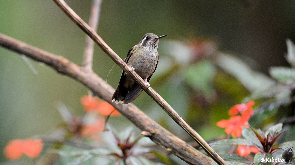 Das Bild zeigt einen grauen Kolibri von vorn aus einem trockenen Ast. Die Kehle ist weiß mit dunkeln Punkten. Der Bauch ist hellgrau mit grünlichen Punkten. Unter dem Auge ist der dunkelbrauch mit einem weißen senkrechten Streifen hinter dem Auge.