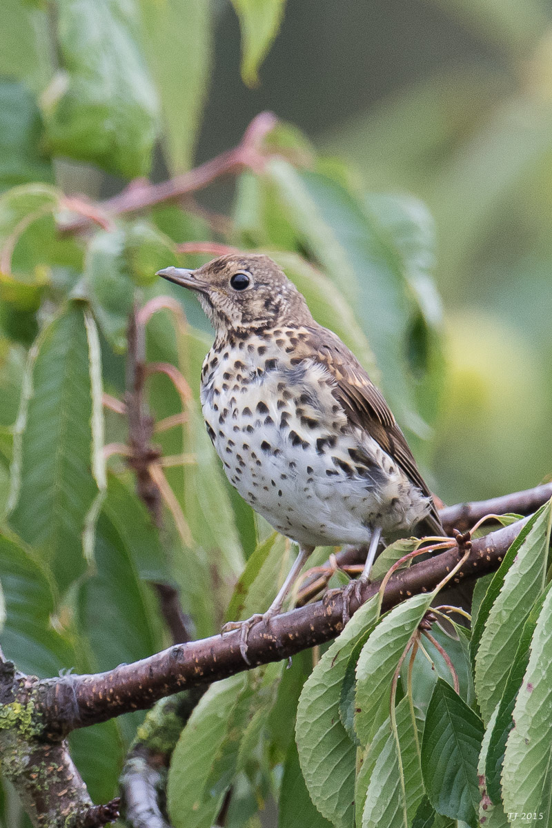 DSC_0195.jpg