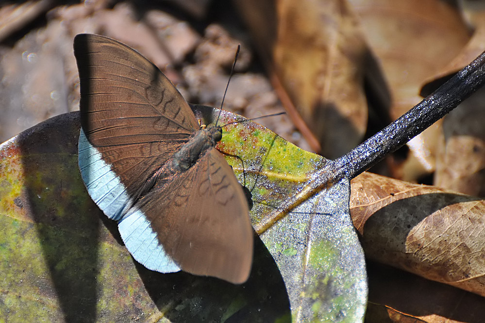 tf-mm-tanaecia_sp.jpg