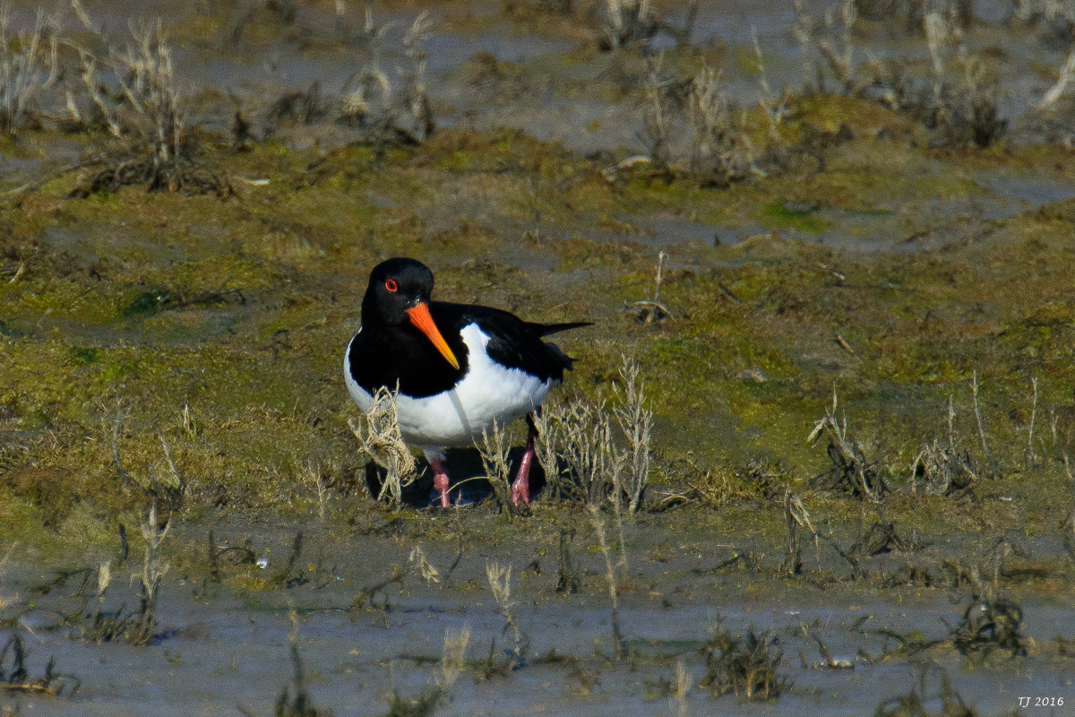 DSC_5238.jpg