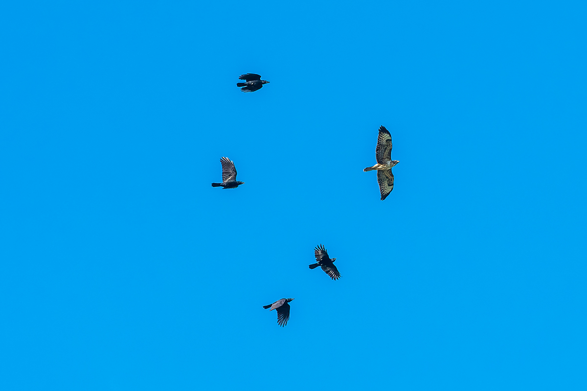 20210920_D500_6350_DxONF.jpg