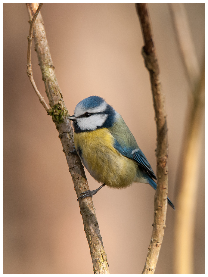 Blaumeise024.jpg
