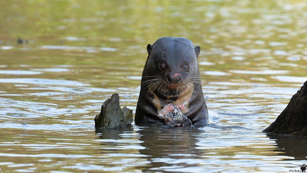 Ein Riesenotter mit angeknabberten Fisch in den Pfoten schaut direkt in die Kamera