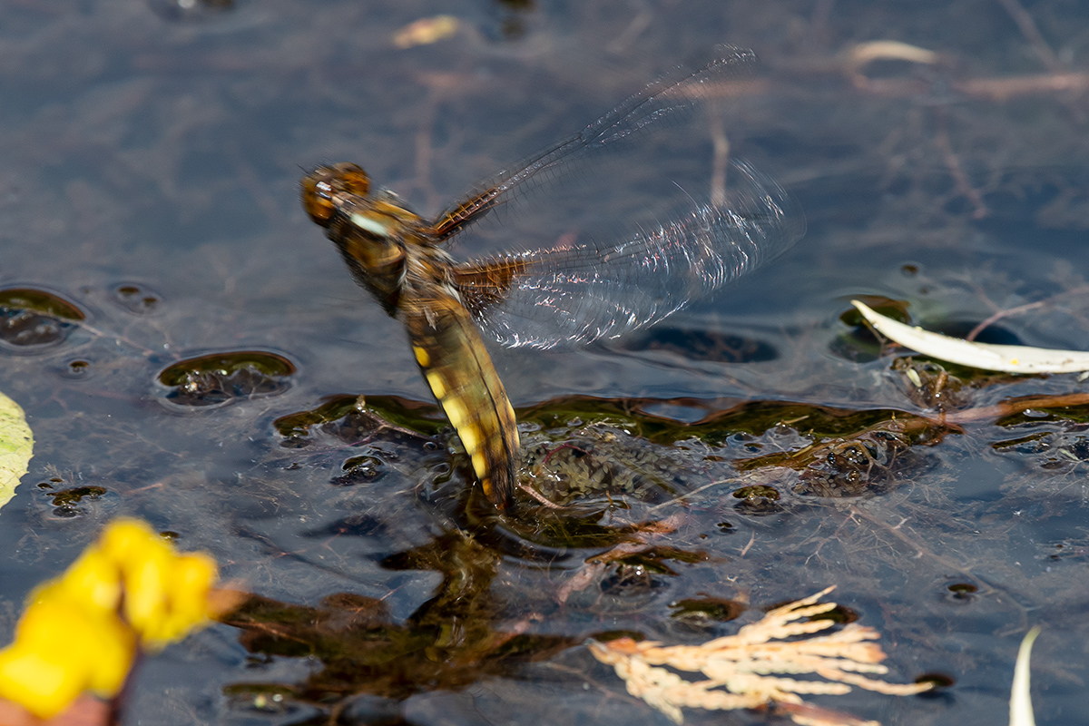 20190611_D500_0342NF.jpg