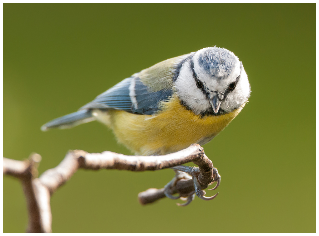 Blaumeise045dunkler.jpg