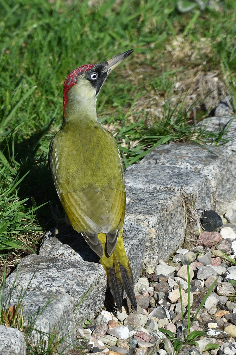 TJ_comp_DSC_0780.jpg