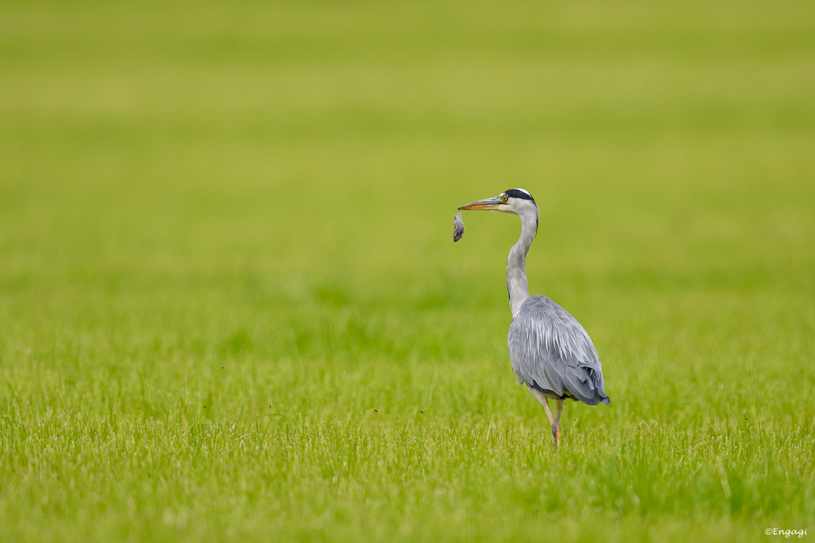 DSC_0210a.jpg