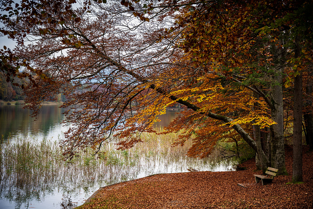 20201101_NZ7_0411NF.jpg