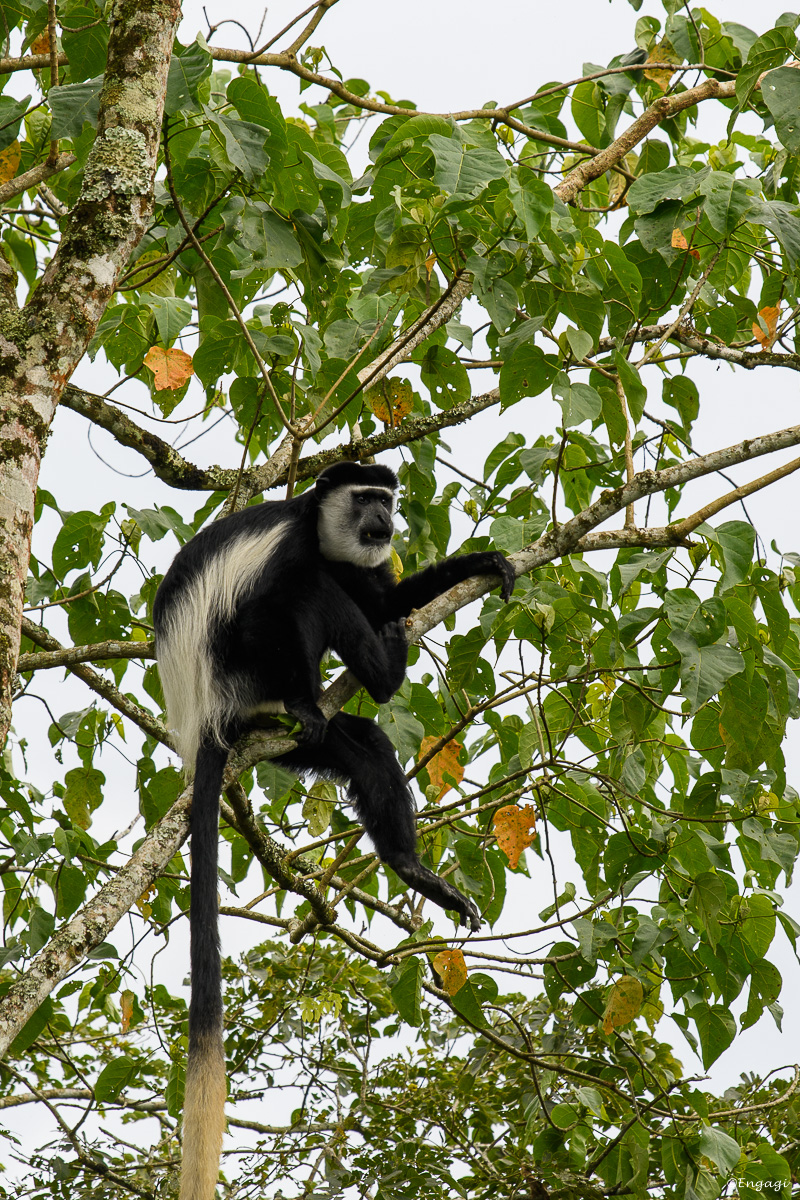 Uganda%200832.jpg