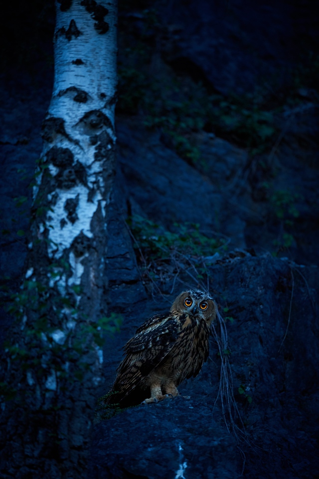 DSC_2604-X2.jpg