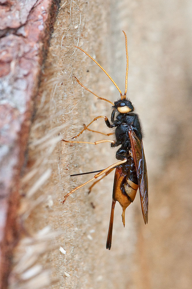 sirex_05.jpg