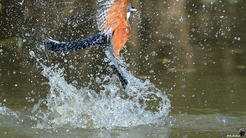 Der Rotbauchfischer steigt mit dem Fisch weiter hoch. Ein Flügel passt nicht mehr ganz auf das Bild.