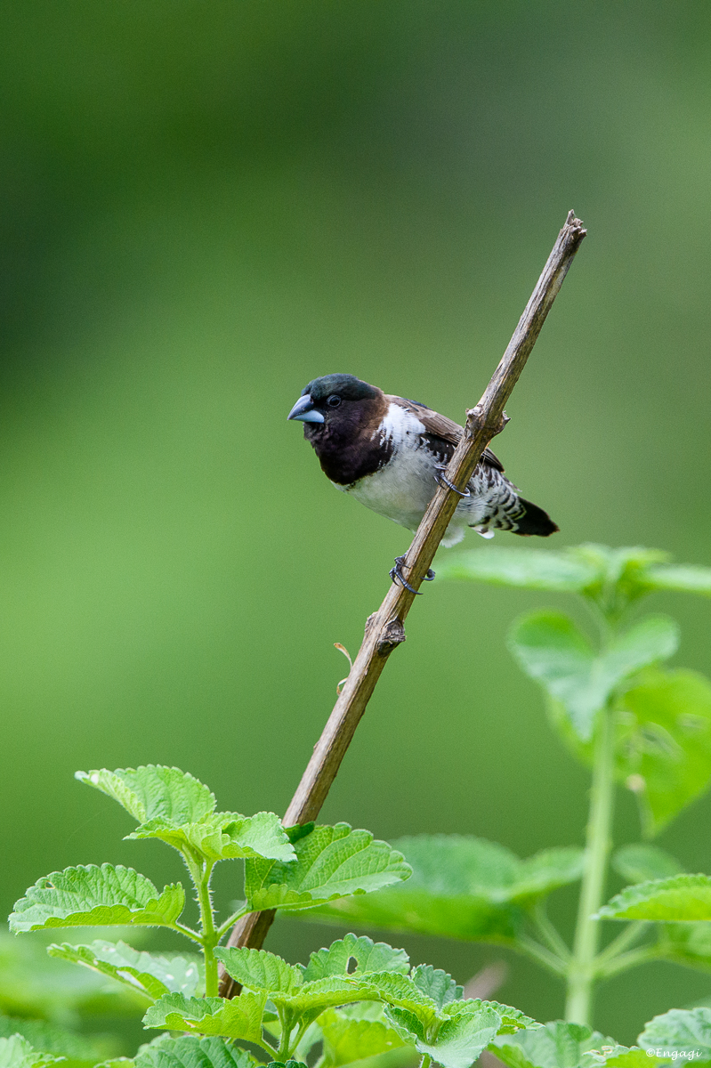 Uganda%201592.jpg