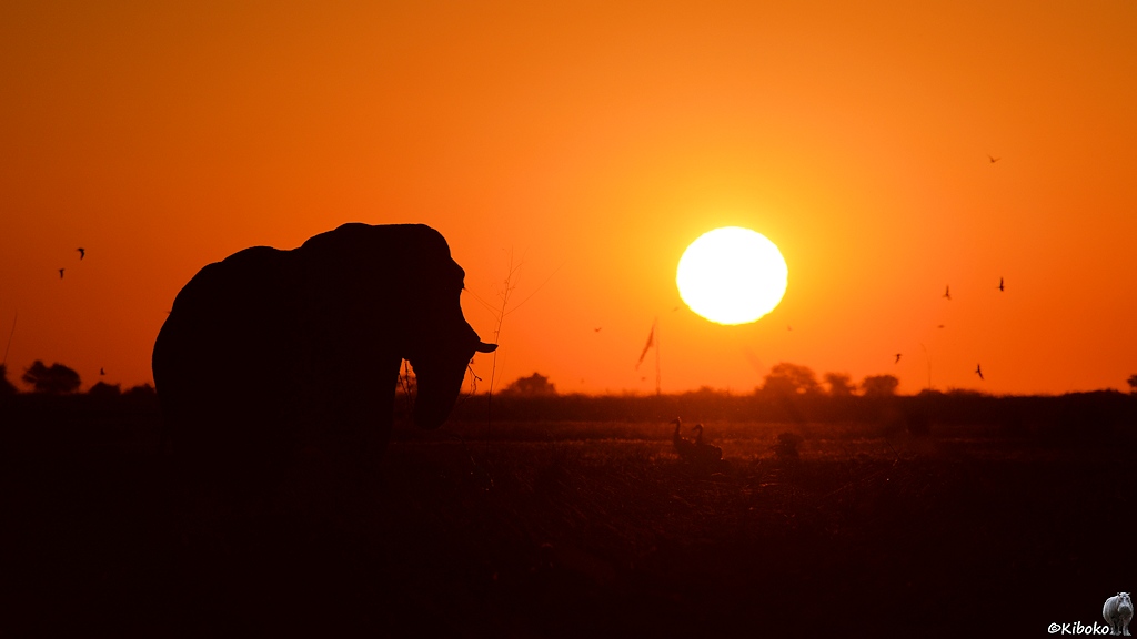 s695_Chobe_Elefant_6536.jpg