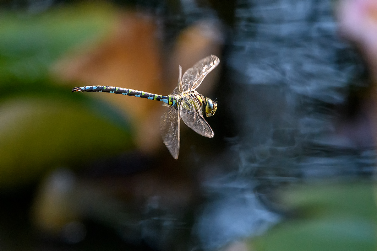 20180921_D500_2125NF.jpg