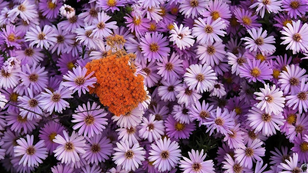s290_Bishkek_Blumen_1345.jpg