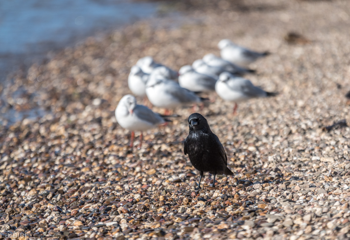 DSC_2053.jpg