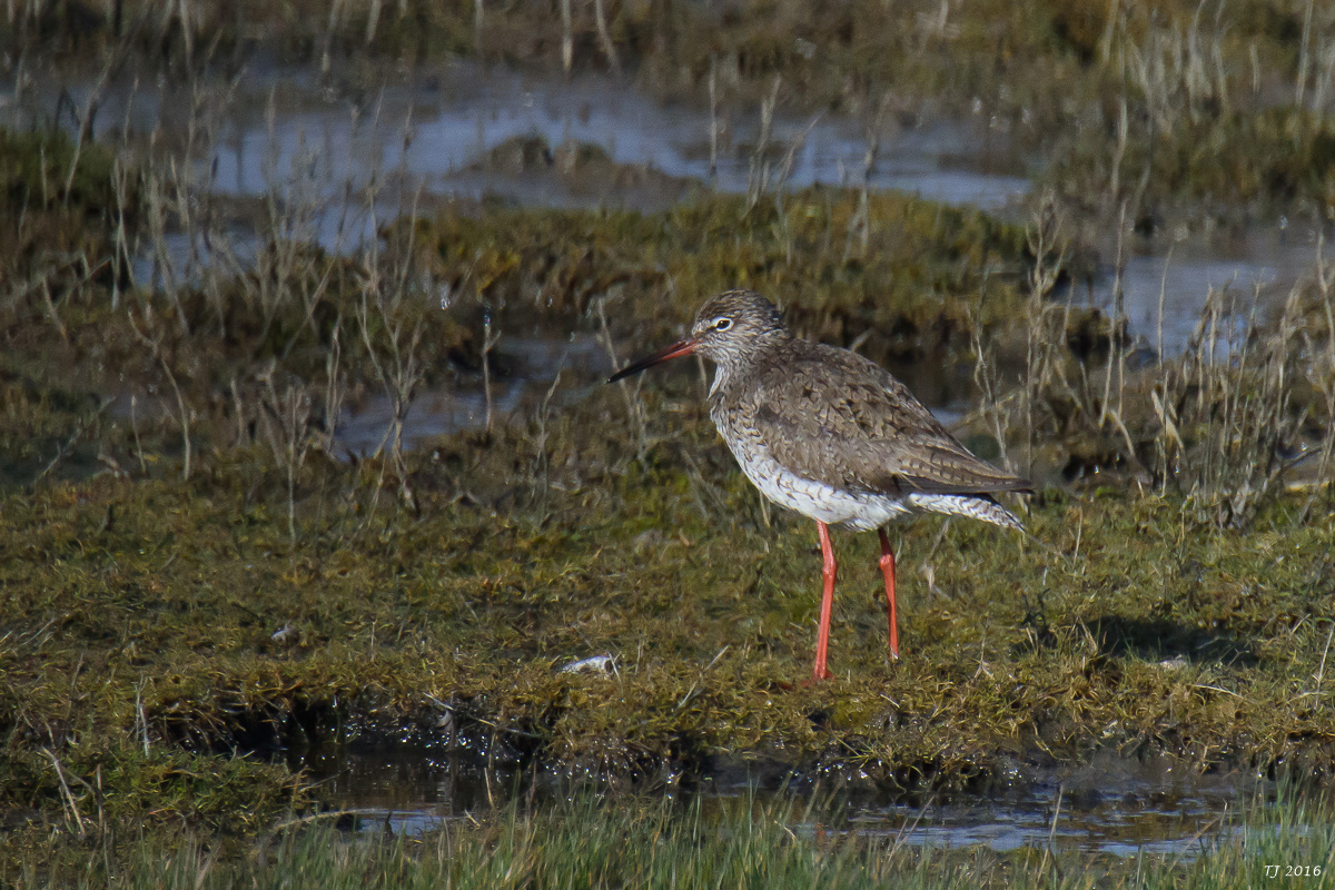 DSC_5245.jpg