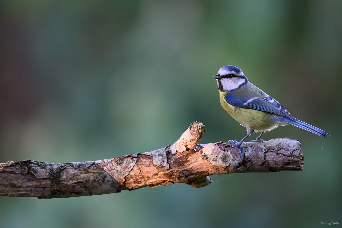 DSC_6248.jpg