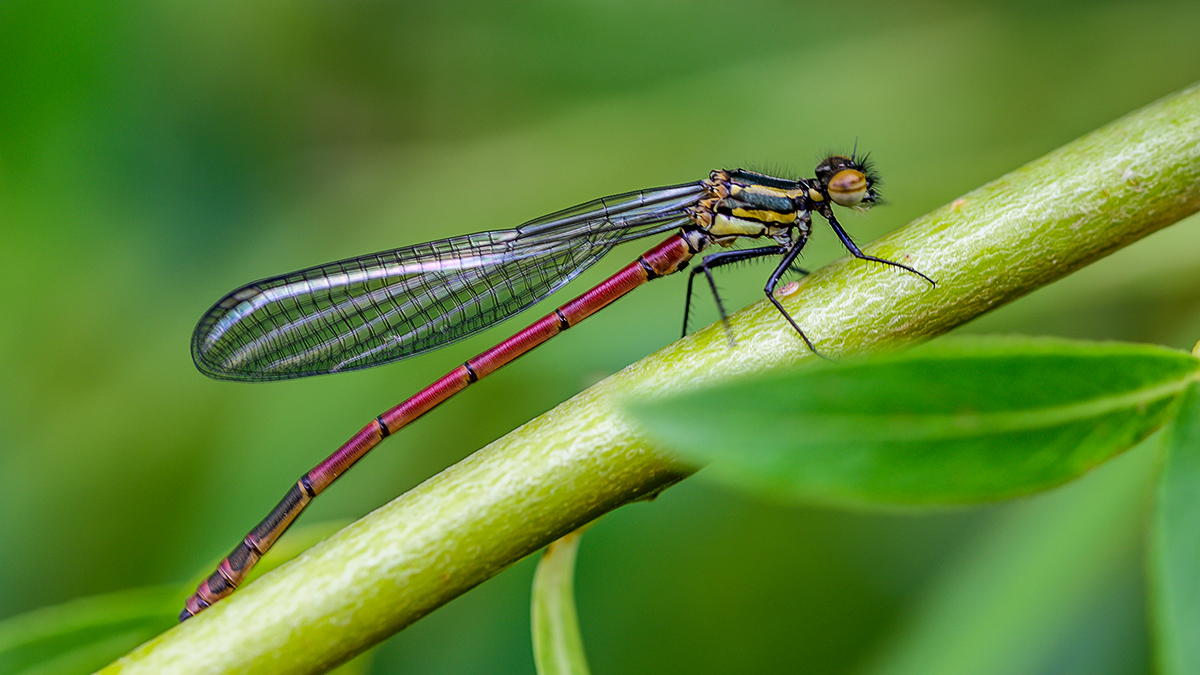 20190509_NZ6_1127wNF.jpg