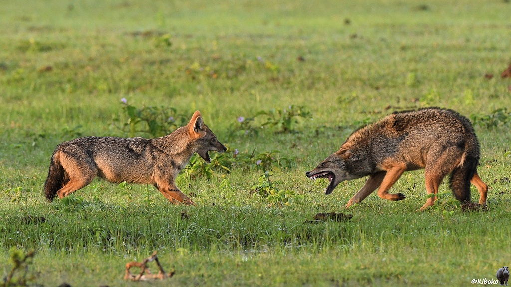 Das Bild zeigt zwei junge Schakale mit geöffneten Maul im Abendlicht auf einer Wiese. Sie fletschen die Zähne und messen ihre Kräfte.