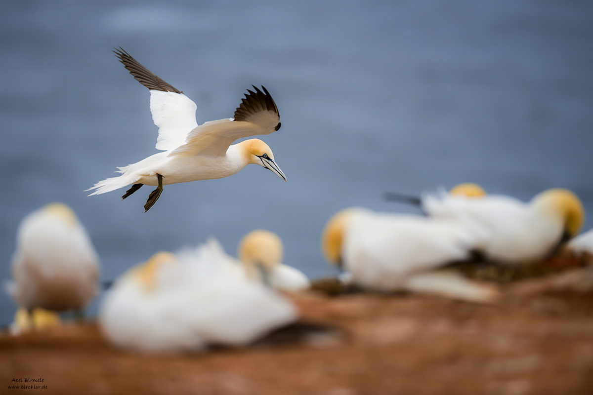 20190501_1590_PS_LAB_1200Px.jpg