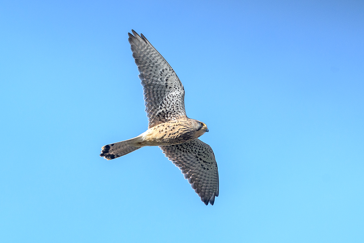 20180403_D500_0018NF.jpg