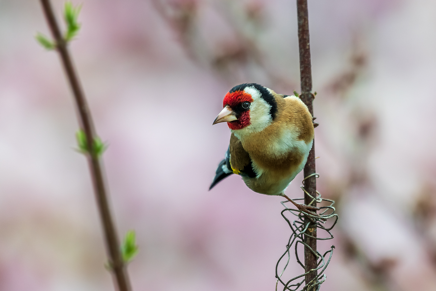 20190413_D850_0717NF.jpg