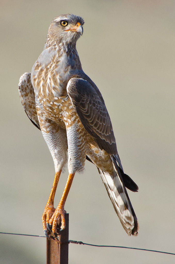 namibia_ovambosperber.jpg