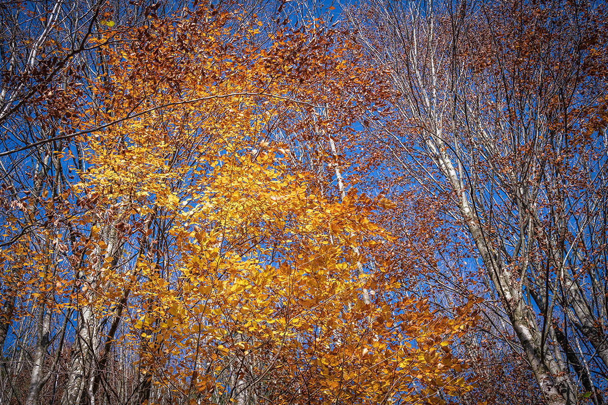 20201107_NZ7_1243NF.jpg