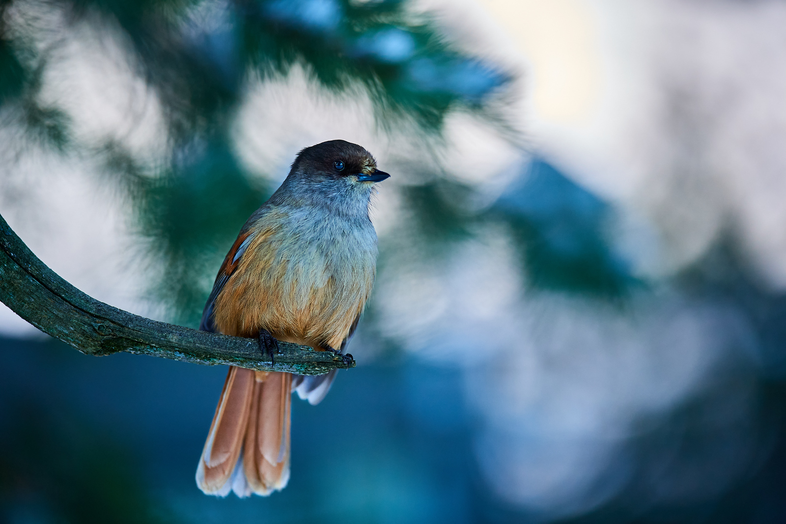 DSC_1130-X3.jpg