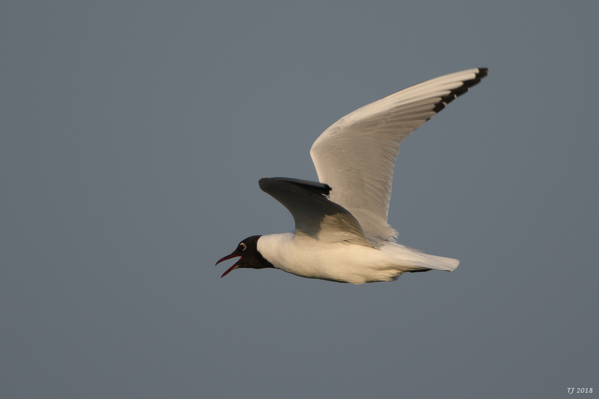 DSC_4367.jpg