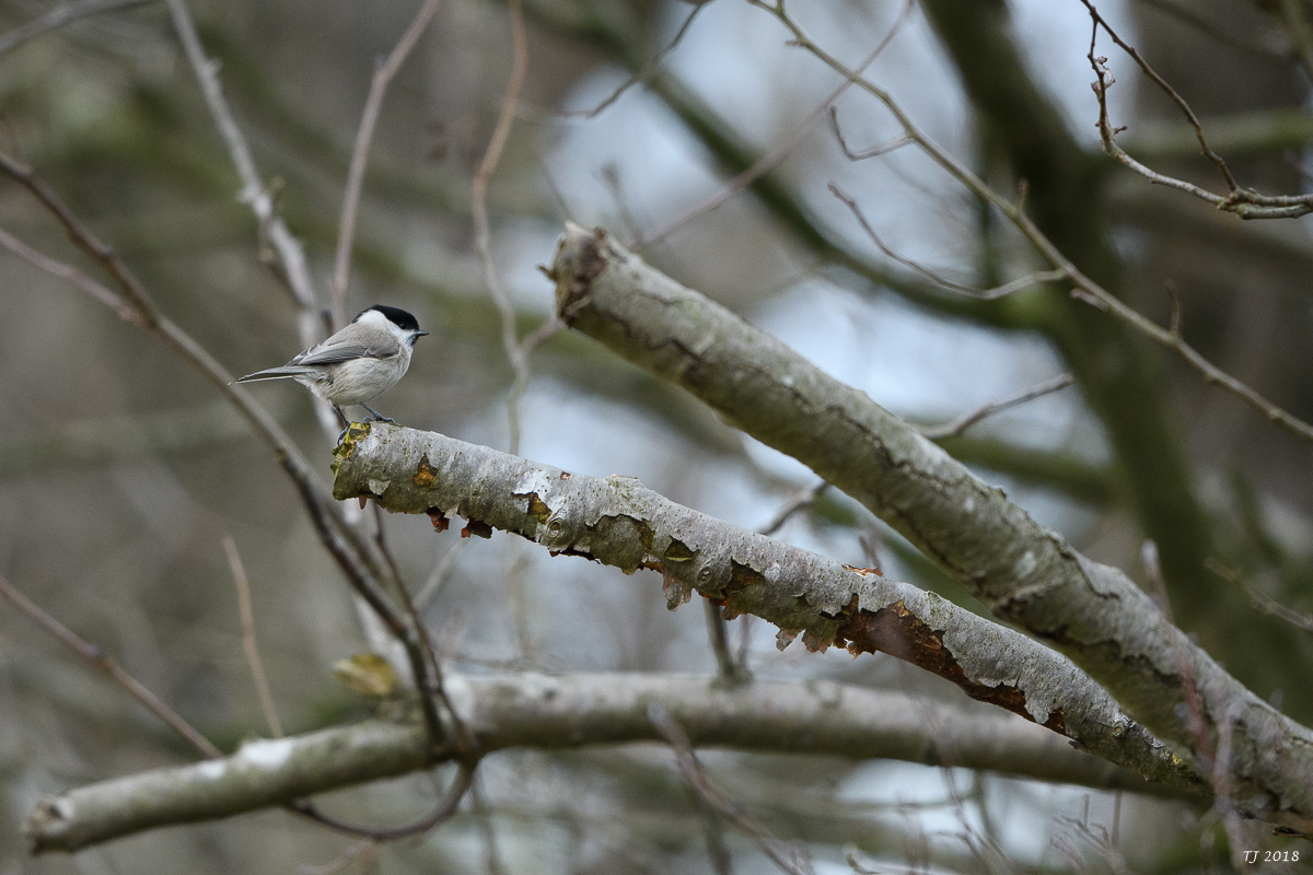 DSC_3709.jpg
