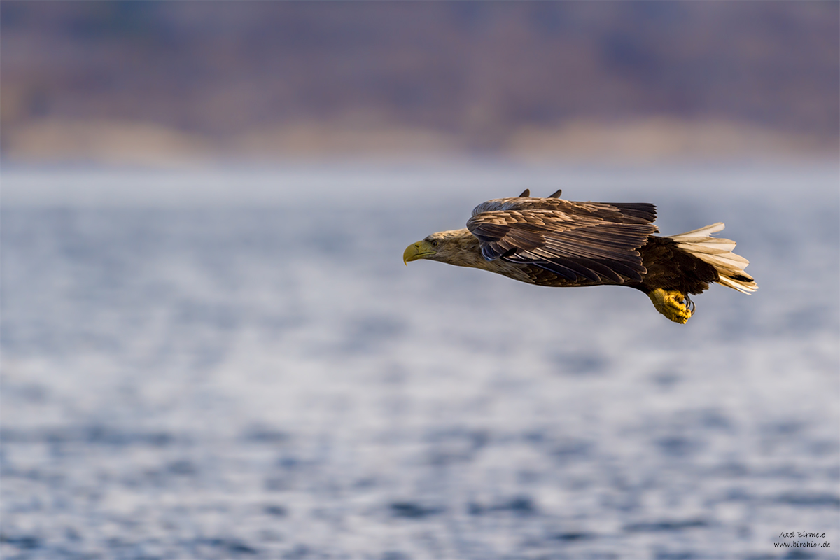 201405200126_PS_LAB_1200Px.jpg