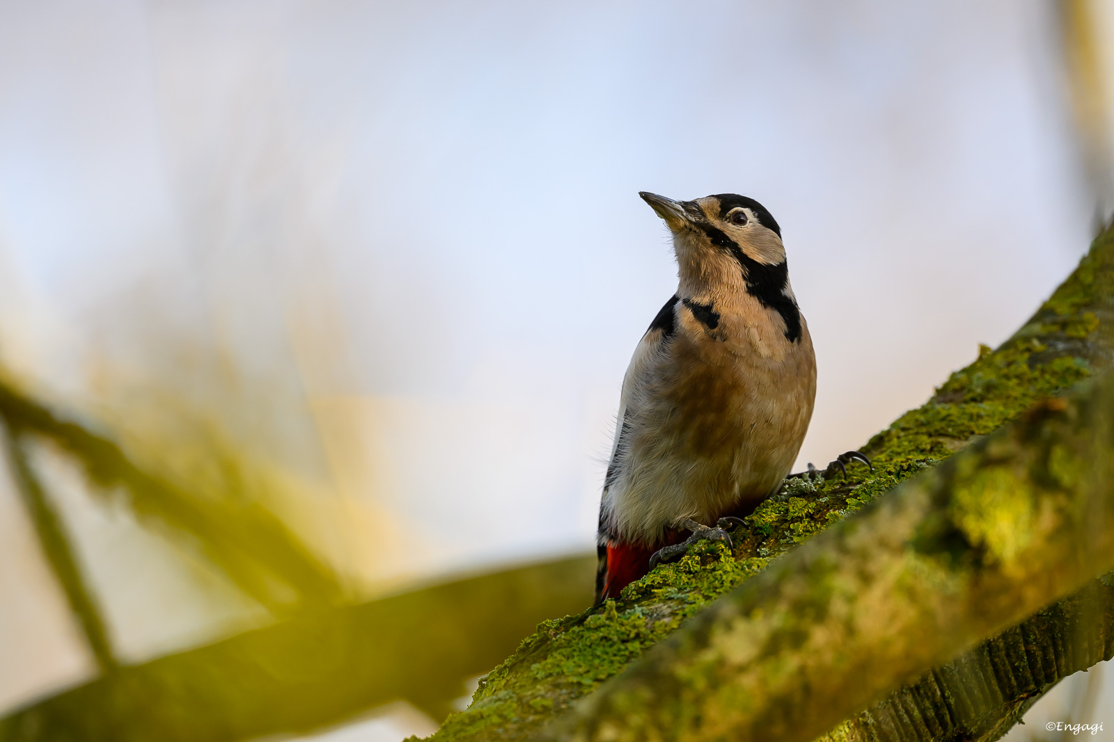 DSC_1235a.jpg