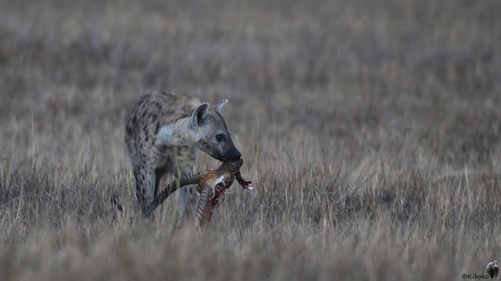 Tüpfelhyäne mit Kopf einer Moorantilope in der Abenddämmerung