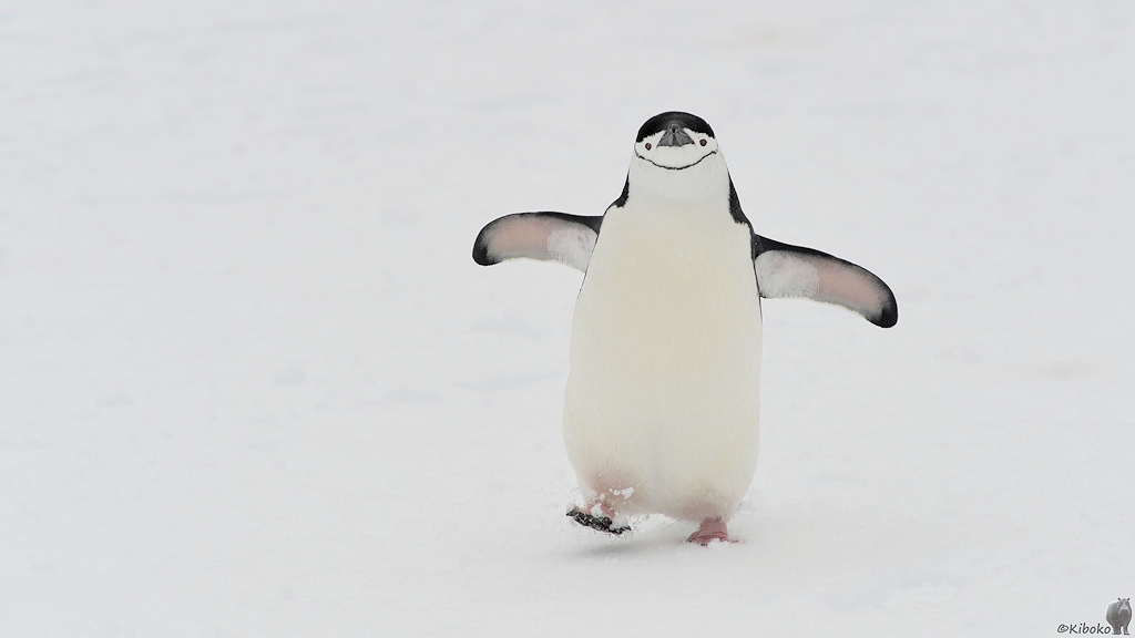 s2162_Zuegelpinguin_9130.jpg