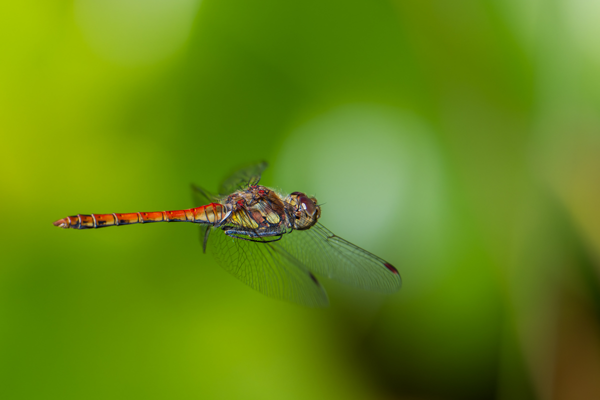 20260904_NZ9_0875_DPXNF.jpg