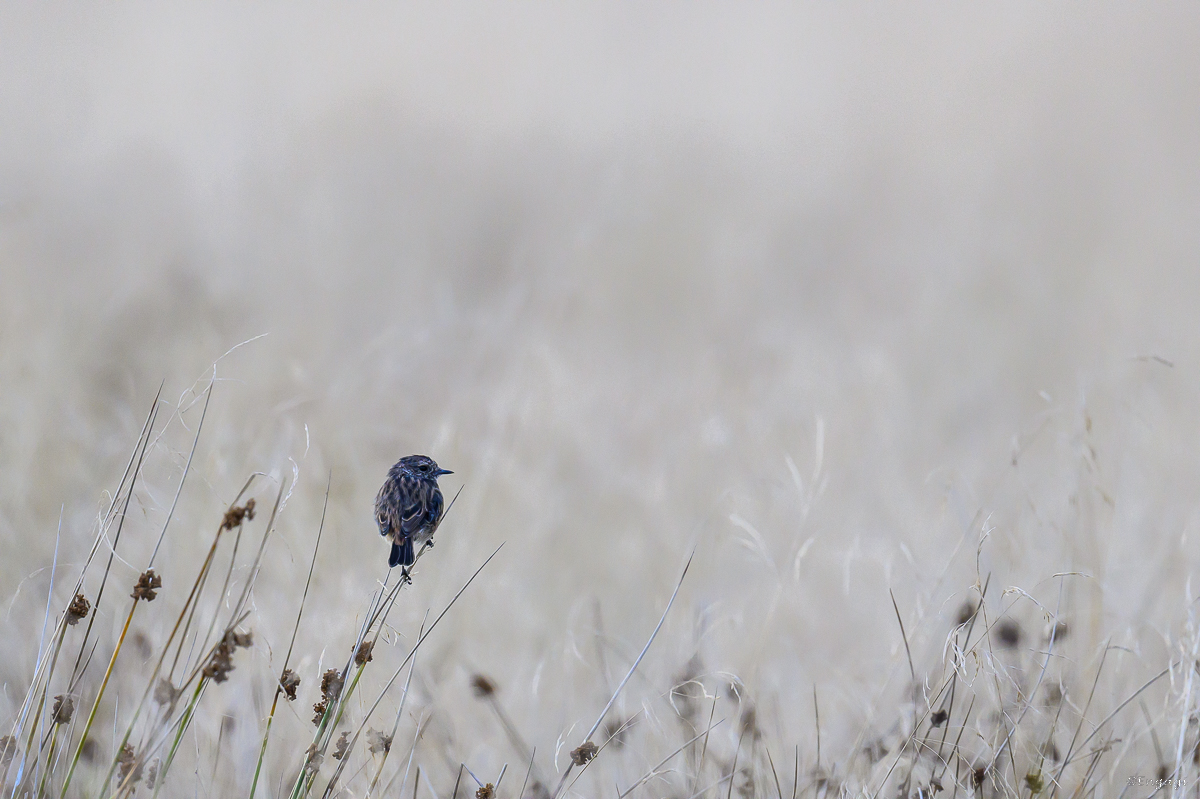 DSC_5284.jpg