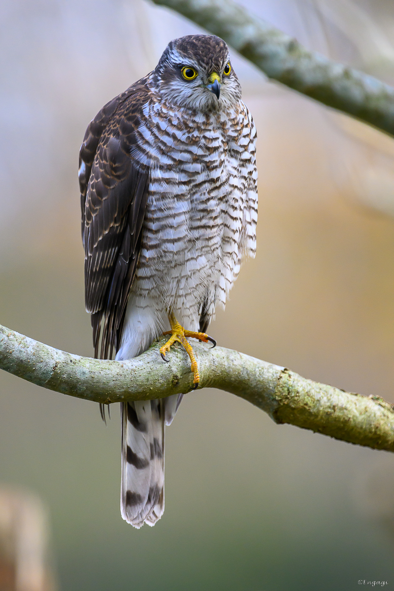 DSC_6919.jpg