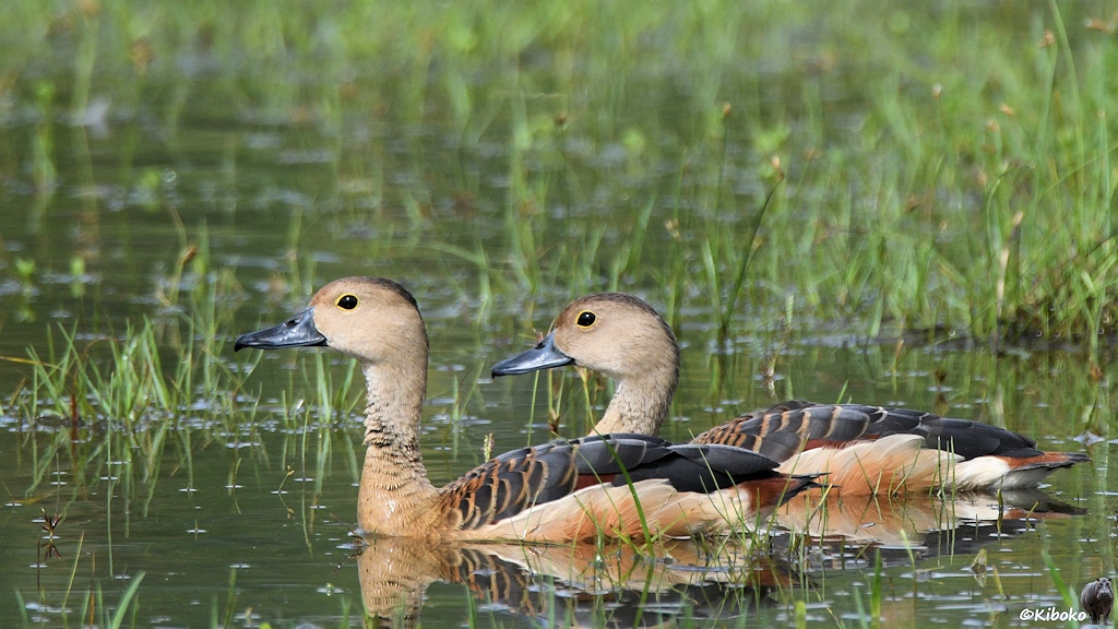 Das Bild zeigt zwei graubraune Enten mit dunklen Flügelfedern beim Schwimmen in einem flachen See. Die Grashalme schauen aus dem Wasser raus.