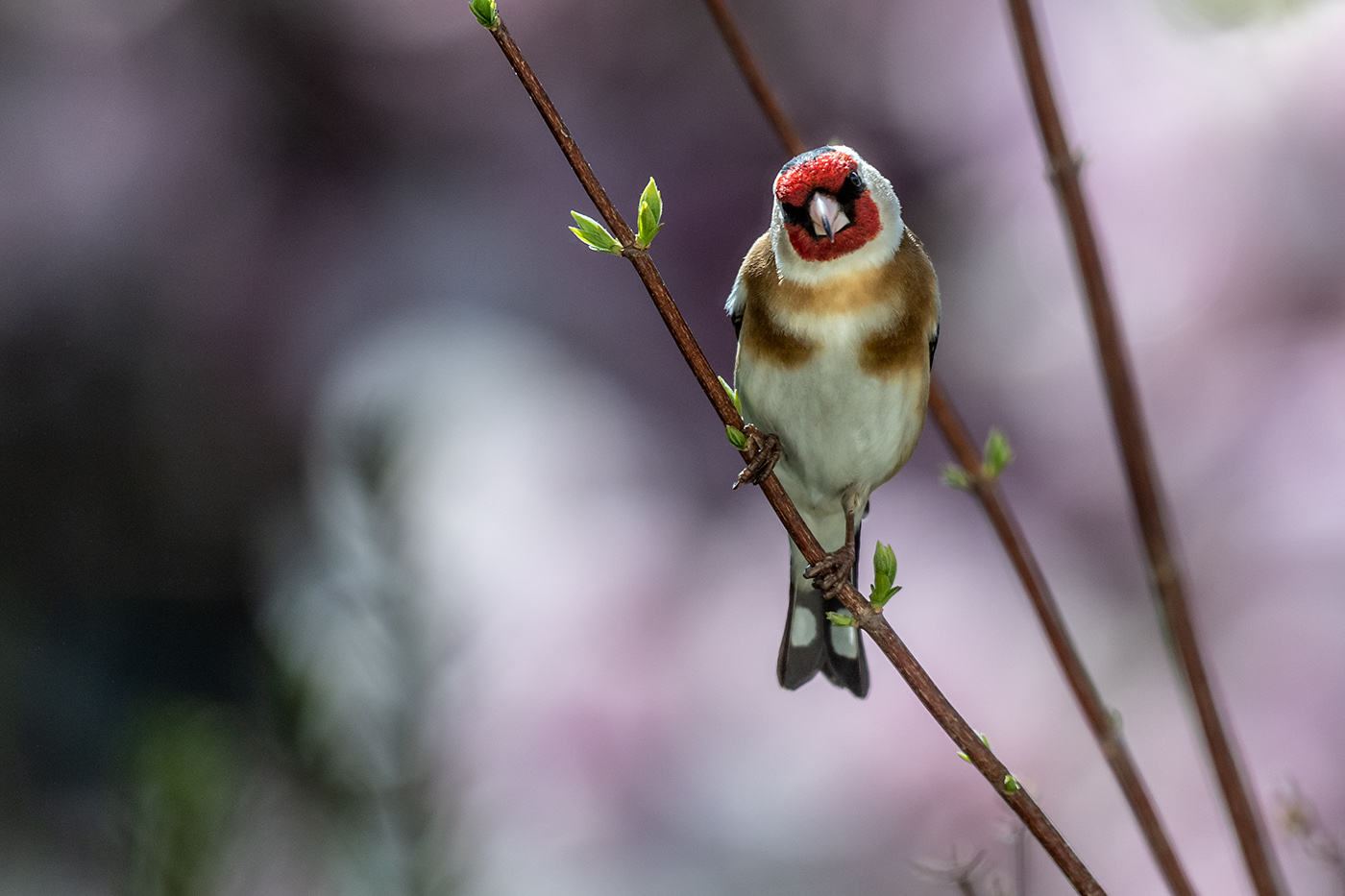 20190405_ND5_0389NF.jpg