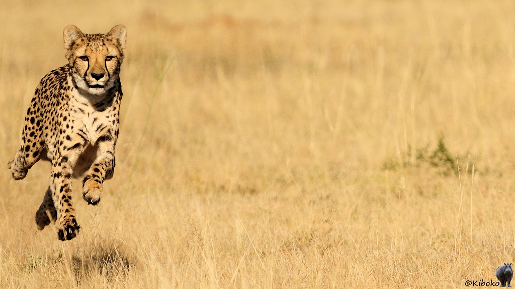 Gepard im Vollsprint. Alle beine sind in der Luft.