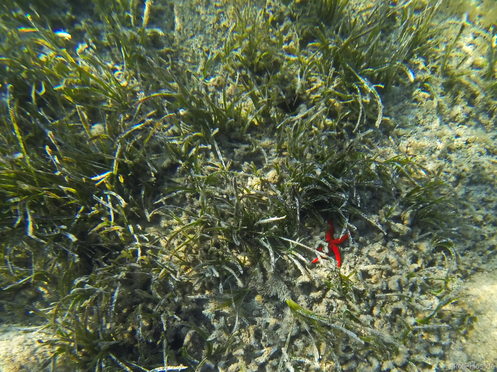 skotPHos.de_Sardinien2015_052.JPG