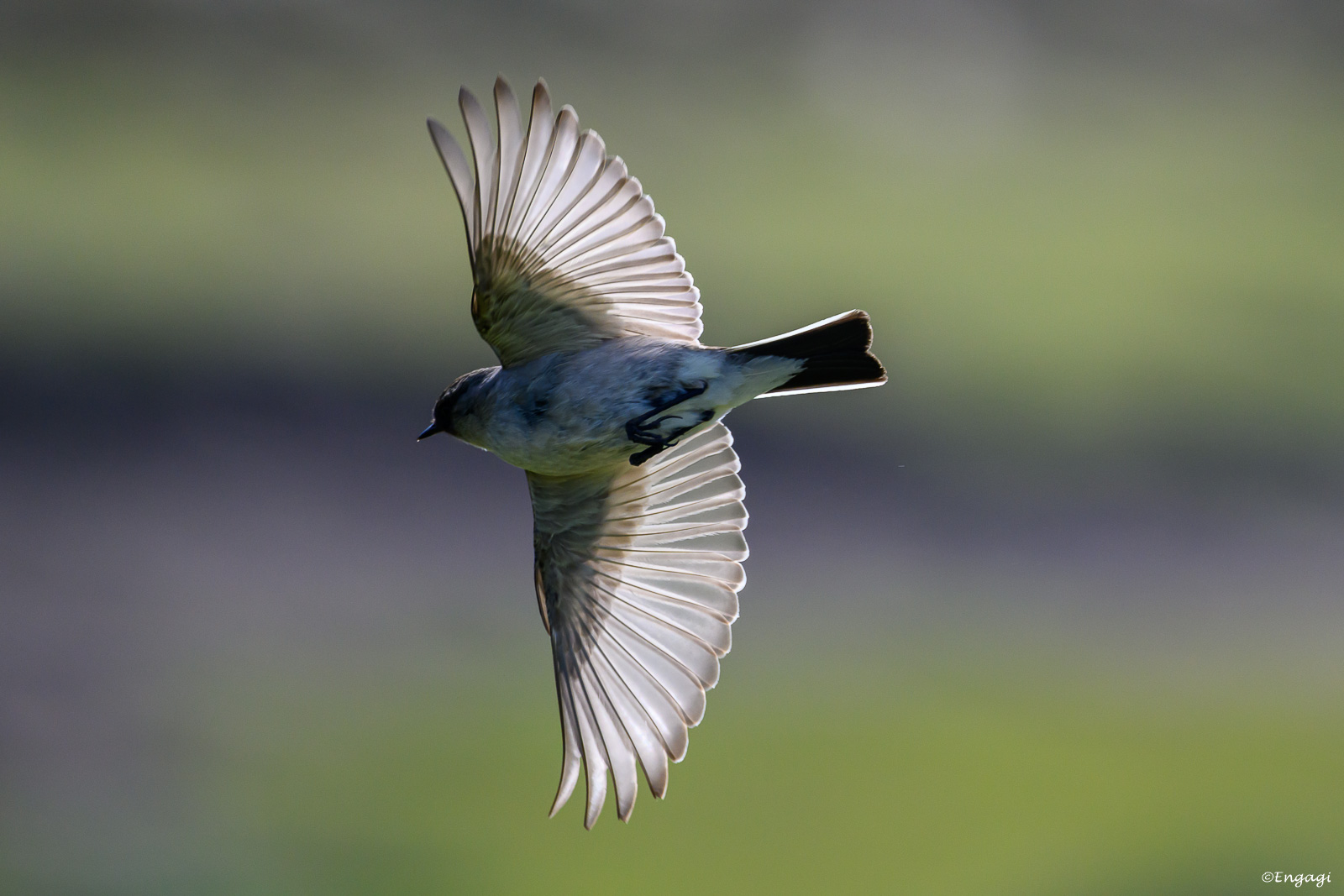 Antarktis%201004.jpg