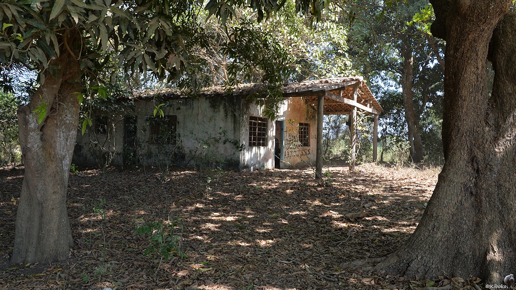 Hausruine zwischen hohen Bäumen