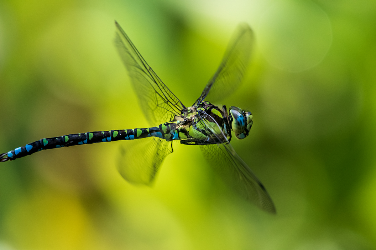 20190825_D500_2004NF.jpg
