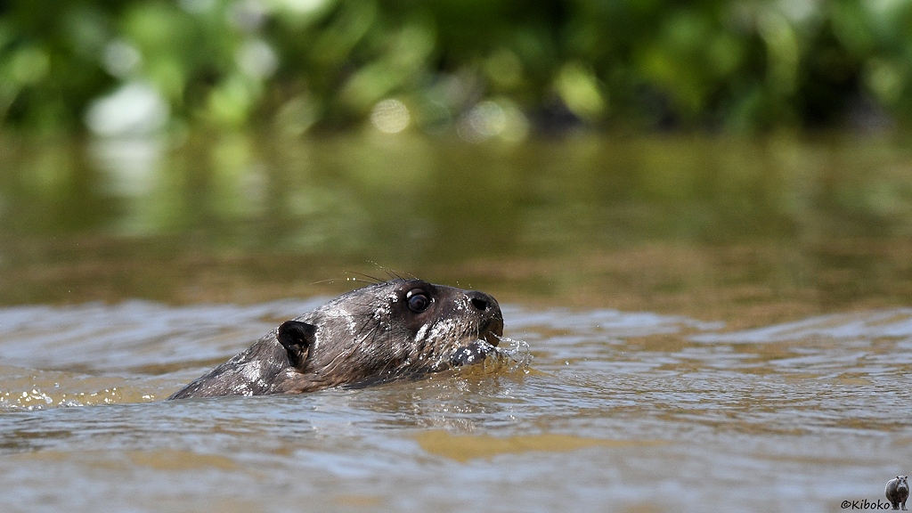 schwimmender Riesenotter