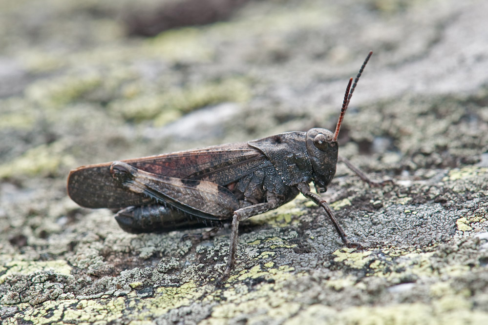 psophus_guarda.jpg